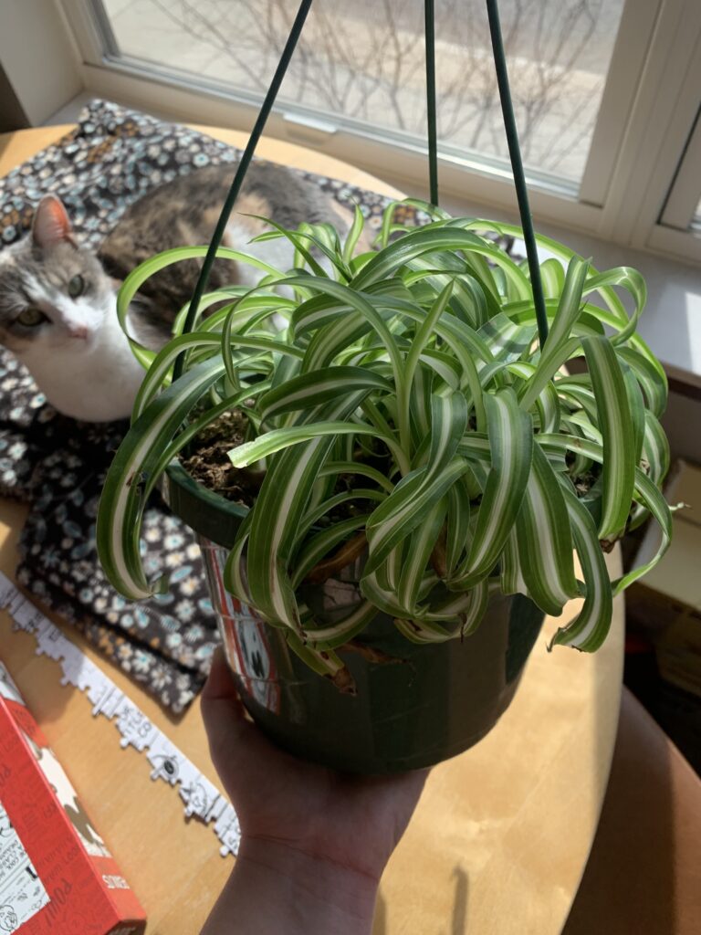 Thoughts on spring - a picture of a spider plant in front of a cat.