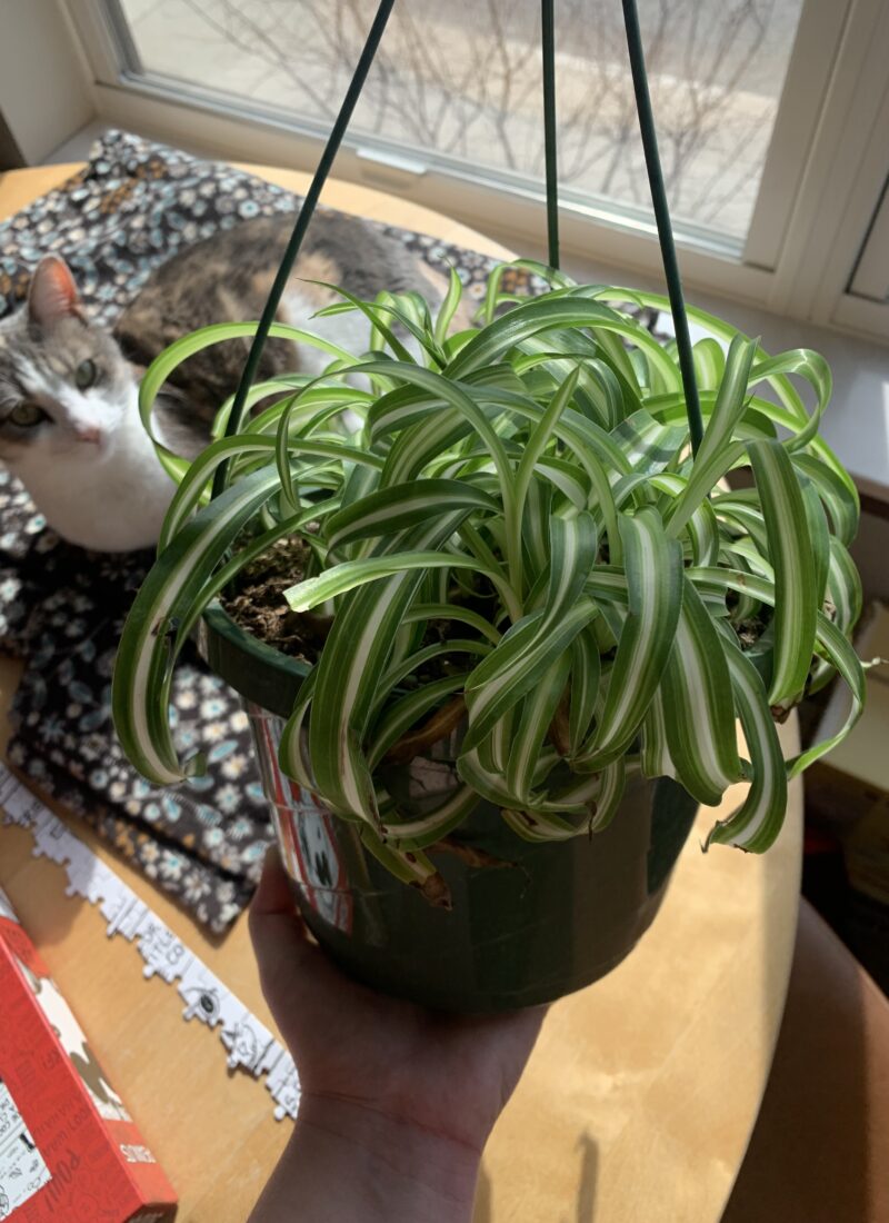 Thoughts on spring - a picture of a spider plant in front of a cat.